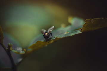 fly on a leaf