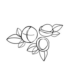 Macadamia nuts with leaves on a white background. Vegetarian, healthy food or snack, vector illustration.