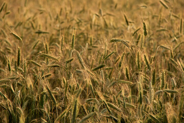 Fototapeta premium field of golden barley cereal