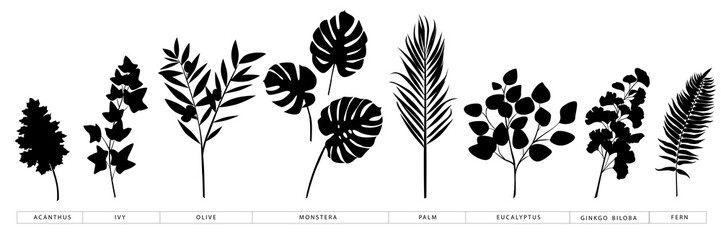 Collection of vector silhouettes of popular trend branches and leaves of palm, monstera, olive, ivy, fern, eucalyptus, ginkgo biloba, acanthus