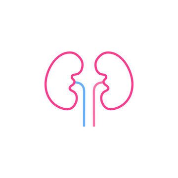 recommend clip art: kidney vector for website symbol icon presentation