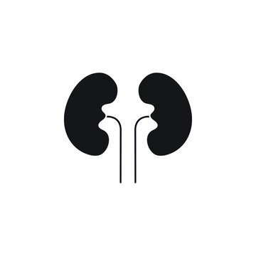 recommend clip art: kidney vector for website symbol icon presentation
