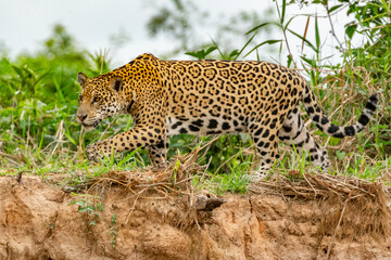 Panthera Onca in the Brazilian pantanal 