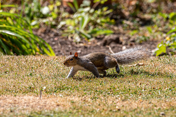 A Grey Squirrel on a Lawn on a Summer's Day
