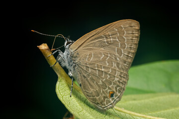 butterfly on leaf