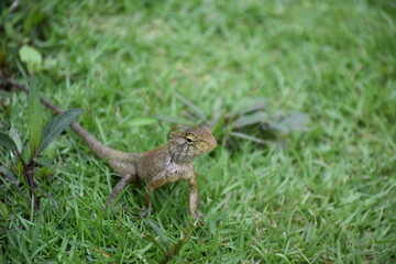 lizard reptile animal nature wildlife wild dragon green iguana eye macro scales animal creature grass head reptile skin brown fauna horn tail whiskers