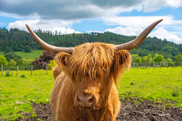 Schottisches Hochlandrind oder  Highland Cattle oder Kyloe  Mit ihrem rotbraunen Zottelfell und den...