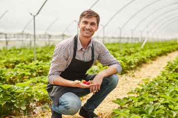 Happy male gardener with handful of strawberries sitting on hunches in hothouse