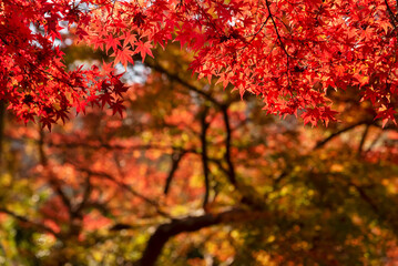 Red maple leaves in autumn season, Natural background