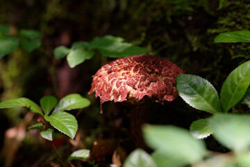 森の中の大きなキノコ