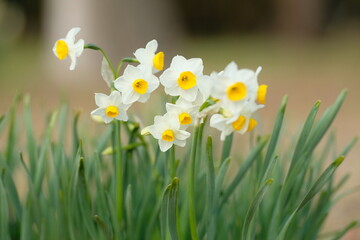 white narcissus in full blooming