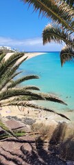 palm trees on the beach