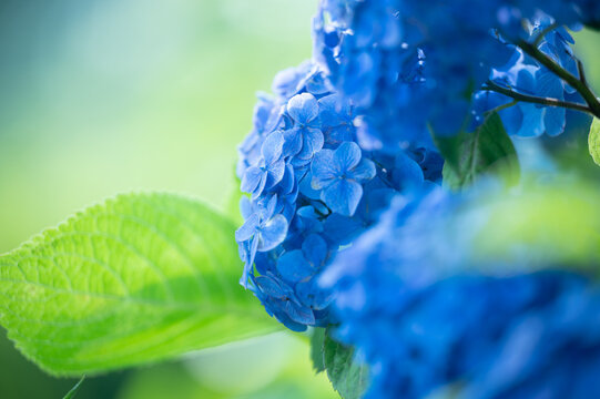 紫陽花images Browse 73 127 Stock Photos Vectors And Video Adobe Stock 紫陽花images Browse 73 127 Stock Photos Vectors And Video Adobe Stock