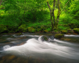 Fast moving waters in a river surrounded by oak trees