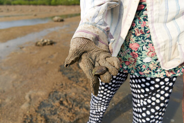 Ko Phangan, Thailand, March 15, 2022: woman with muddy gloves showing a clam