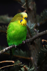 Budgerigars (Melopsittacus undulatus) sitting on branch