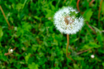 A fluffy dandelion on a green city lawn. A large single dandelion on the bon, closeup in grass. Flower background for post, screensaver, wallpaper, postcard, poster, banner, cover, header for website