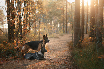 two dogs sit together on a path in the forest. Beautiful German and East European Shepherd Dogs in nature in autumn