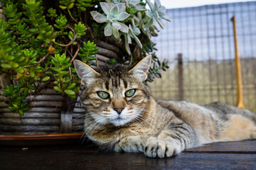 Naklejka na ściany i meble Beautiful green-eyed tabby cat relaxing on the table in the garden