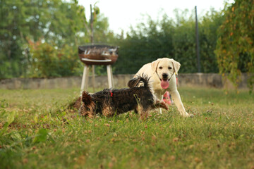 DOG PLAYING