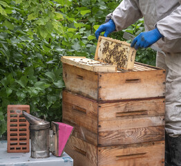 Beekeeper removing honeycomb from beehive. Person in beekeeper suit taking honey from hive. Farmer wearing bee suit working with honeycomb in apiary. Beekeeping in countryside. Organic farming
