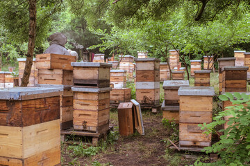 Beekeeper removing honeycomb from beehive. Person in beekeeper suit taking honey from hive. Farmer...