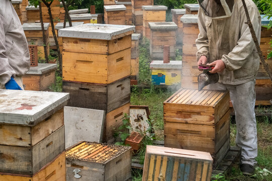 Beekeeper removing honeycomb from beehive. Person in beekeeper suit taking honey from hive. Farmer wearing bee suit working with honeycomb in apiary. Beekeeping in countryside. Organic farming