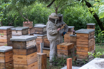 Beekeeper removing honeycomb from beehive. Person in beekeeper suit taking honey from hive. Farmer...