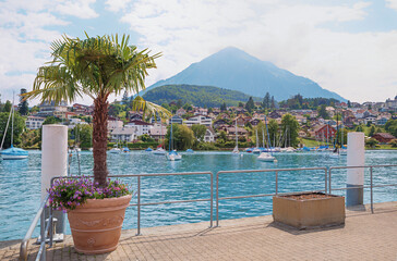 Spiez harbor lake Thunersee, with Palm tree in a flower pot, view to Niesen mountain, switzerland