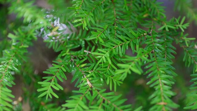 Western Hemlock pine tree needles fresh in the forest on North America. 