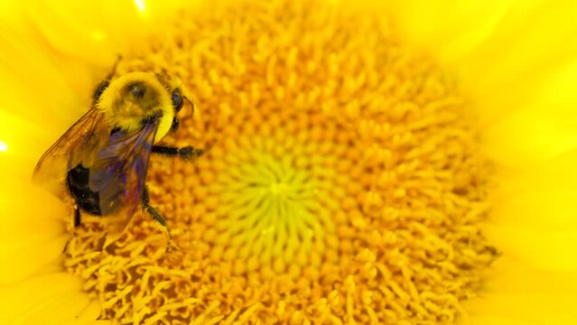 Close Up Of A Bee Pollinates Yellow Sunfloweer In The Summmertime. Large Carpenter Bee Along With Bumblebees And Other Species Of Bees Collect Nectar In The Morning. Shot In 4k Slow Motion.