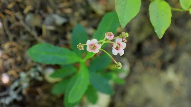 Twinflower (Linnaea borealis) in Northwest of USA on a hike - little pink pale flowers