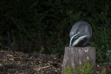  European badger, Meles meles, feeding by a small woodland pool, summer night in SussexUK