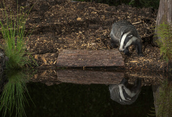  European badger, Meles meles, feeding by a small woodland pool, summer night in SussexUK