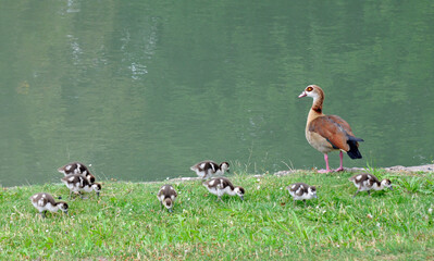 nilgänsefamilie am teichufer
