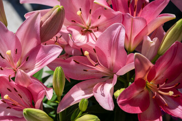Obraz na płótnie Canvas pink lily flowers