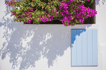 White architecture on Santorini island, Greece. Blue window shutter and pink flowers on the facade
