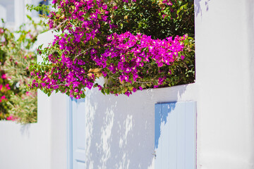 White architecture on Santorini island, Greece. Blue door and pink flowers on the facade