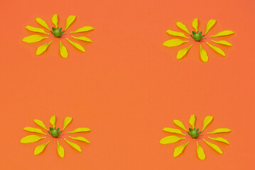 Fototapeta na wymiar Decoration of flowers on an orange background. Yellow flower petals. Empty space for letters.