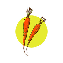 carrot illustration sketch. hand draw technique, circle background 