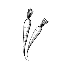 carrot illustration sketch. hand draw technique, line art