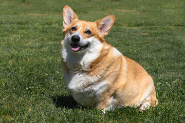 Fat thick well-fed Pembroke Welsh Corgi