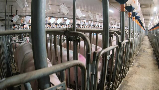 Piglets that are automatically fed on a pig farm.