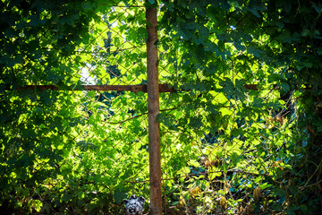 the green leaves of the hops had spread over the wall and fence in the back yard