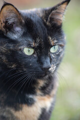 Portret of a turtle-colored cat with green eyes