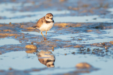 Semipalmated Plover at Bunche Beach, Florida, USA