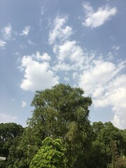 Sky Clouds Trees Flowers Scenery Nature