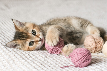 Fototapeta na wymiar A cute tabby kitten plays with skeins of thread on the bed. A small cat lies on a blanket and looks into the camera.