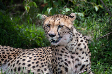 Naklejka na ściany i meble portrait picture of a cheetah in the bush of the Maasai Mara