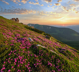 Obraz premium Pink rose rhododendron flowers on summer mountain slope, Carpathian, Ukraine.